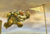 E06-superbowserbros.png