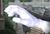 Playable Master Hand SSBM 2.png