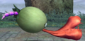 Bucculus.png