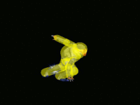 Sheik Down Smash Hitbox Melee.gif