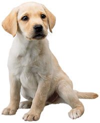 SSBU spirit Labrador Retriever.png