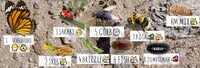 Palouse-Melee-PR-Graphic-Spring-2025.jpg
