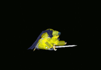 Marth Down Tilt Hitbox Melee.gif