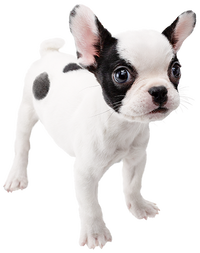 SSBU spirit French Bulldog.png