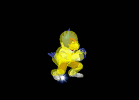 FalcoForwardRollSSBM.gif